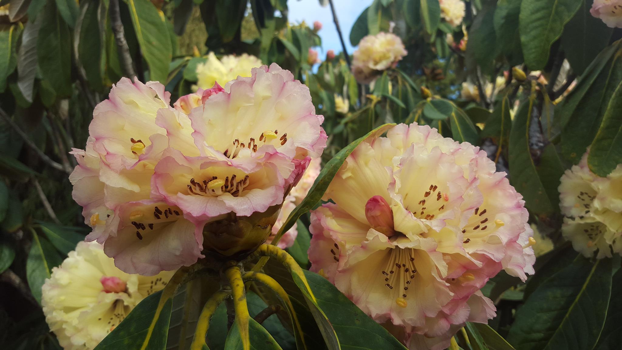 Emu Valley Rhododendron Garden