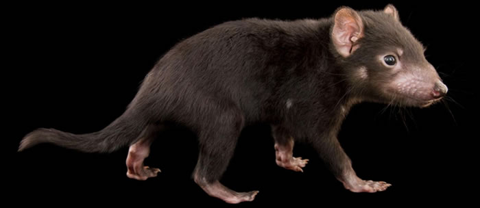 Tasmanian Devil